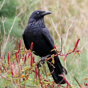 Australian Raven