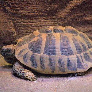 Hermann's Tortoise (Testudo hermanni)- Old Photo, 2019