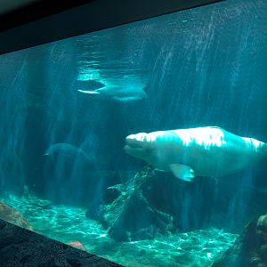 Oceans Ballroom - Beluga Exhibit Viewing Window