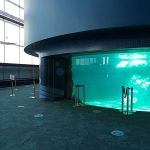 Dolphin Coast - Common Bottlenose Dolphin Exhibit