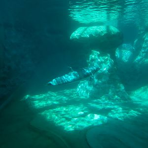 Dolphin Coast - Common Bottlenose Dolphin Exhibit