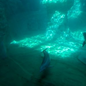 Dolphin Coast - Common Bottlenose Dolphin Exhibit