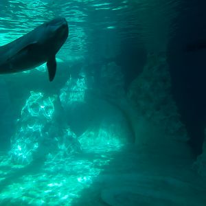 Dolphin Coast - Common Bottlenose Dolphin Exhibit