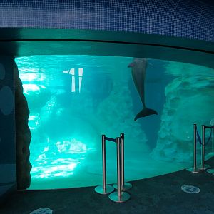 Dolphin Coast - Common Bottlenose Dolphin Exhibit