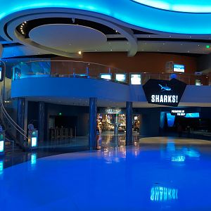 Sharks! - Entry from Lobby