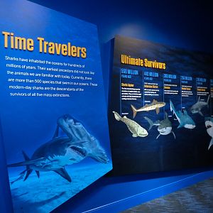 Sharks! - Wall Graphic