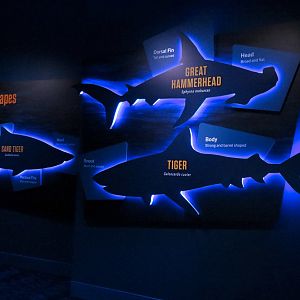 Sharks! - Species Identification Signs