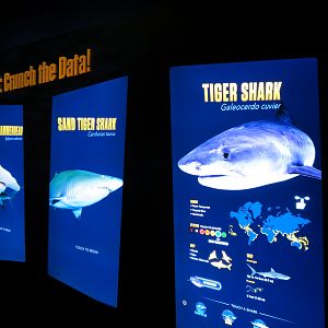 Sharks! - Species Identification Signs