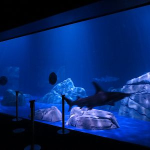 Sharks! - 2nd Viewing Area - Great Hammerhead