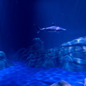 Sharks! - 2nd Viewing Area - Silvertip Shark