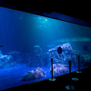 Sharks! - 2nd Viewing Area