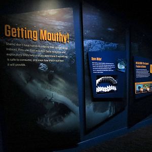 Sharks! - Wall Graphic