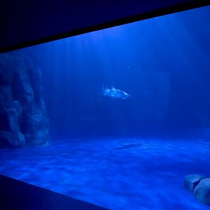 Sharks! - 4th Viewing Area - Sand Tiger Shark