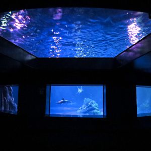 Sharks! - 4th Viewing Area