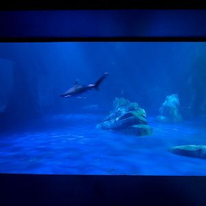 Sharks! - 4th Viewing Area