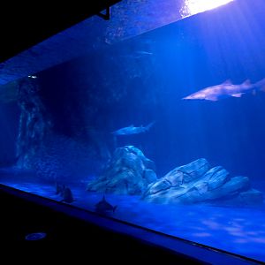 Sharks! - 5th Viewing Area