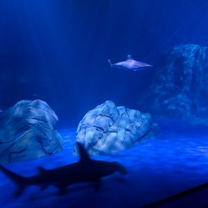 Sharks! - 5th Viewing Area - Great Hammerhead