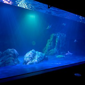 Sharks! - 5th Viewing Area