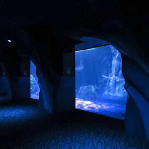 Sharks! - 6th Viewing Area