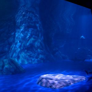 Sharks! - 6th Viewing Area - Interior