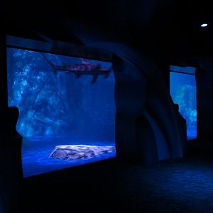 Sharks! - 6th Viewing Area - Great Hammerhead