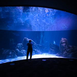 Sharks! - 7th Viewing Area