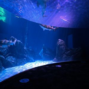 Sharks! - 7th Viewing Area - Sand Tiger Shark