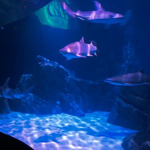 Sharks! - 7th Viewing Area - Great Hammerhead and Sand Tiger Sharks