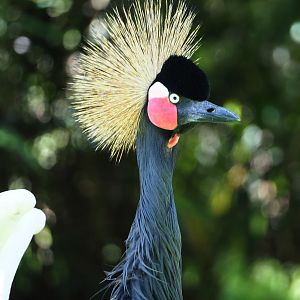 Western black crowned crane (Balearica pavonina pavonina), 2020-07-21