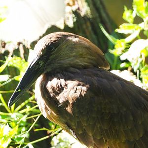 Hamerkop (Scopus umbretta), 2020-07-21