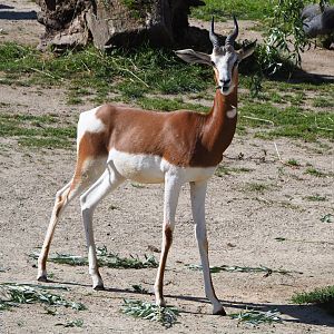 Mhorr gazelle (Nanger dhama mhorr), 2020-07-21