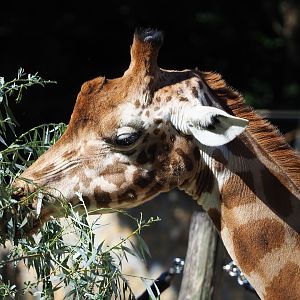 Feeding Kordofan giraffe (Giraffa camelopardalis antiquorum), 2020-07-21