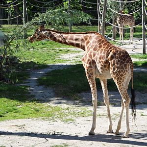 Feeding Kordofan giraffe (Giraffa camelopardalis antiquorum), 2020-07-21