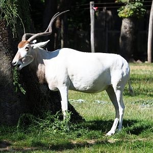 Addax (Addax nasomaculatus), 2020-07-21