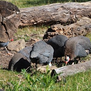 Foraging Helmeted guineafowls (Numida meleagris), 2020-07-21