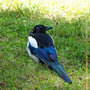 Wild Eurasian magpie (Pica pica pica), 2020-07-21