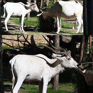 Feeding Addaxes (Addax nasomaculatus), 2020-07-21