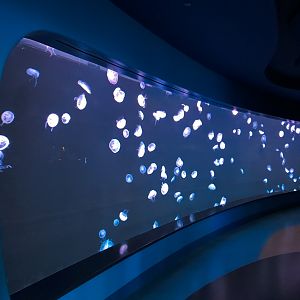 New Main Entrance - Moon Jelly Exhibit