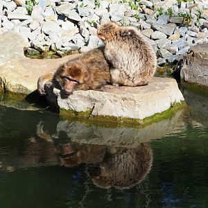 Barbary macaques (Macaca sylvanus), 2020-07-21