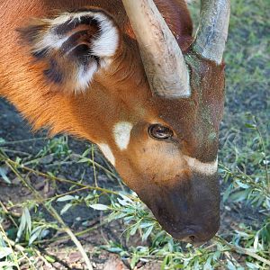 Mountain bongo (Tragelaphus eurycerus isaaci), 2020-07-21
