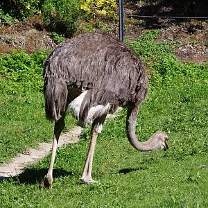 Female ostrich (Struthio camelus), 2020-07-21