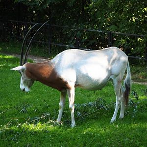 Scimitar-horned oryx (Oryx dammah), 2020-07-21