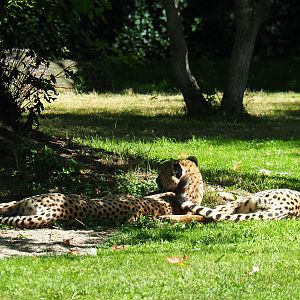 Sudan cheetahs (Acinonyx jubatus soemmeringii), 2020-07-21