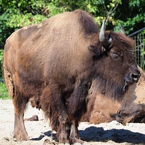 American Plains bison (Bison bison bison), 2020-07-21