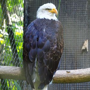 Bald eagle (Haliaeetus leucocephalus), 2020-07-21