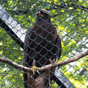 Striated caracara (Phalcoboenus australis), 2020-07-21