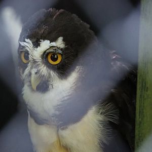 Spectacled Owl (Pulsatrix perspicillata), 2020-07-21