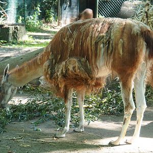 Guanaco (Lama guanicoe), 2020-07-21