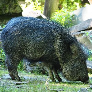 Chacoan peccary (Catagonus wagneri), 2020-07-21