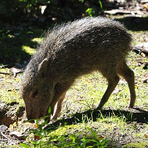 Chacoan peccary piglet (Catagonus wagneri), 2020-07-21